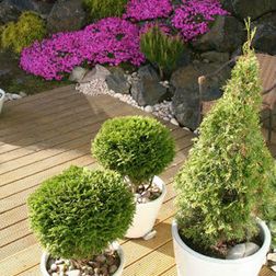 Decking with Bright Purple plants