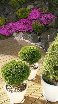 Decking timber in garden with bright purple flowers 